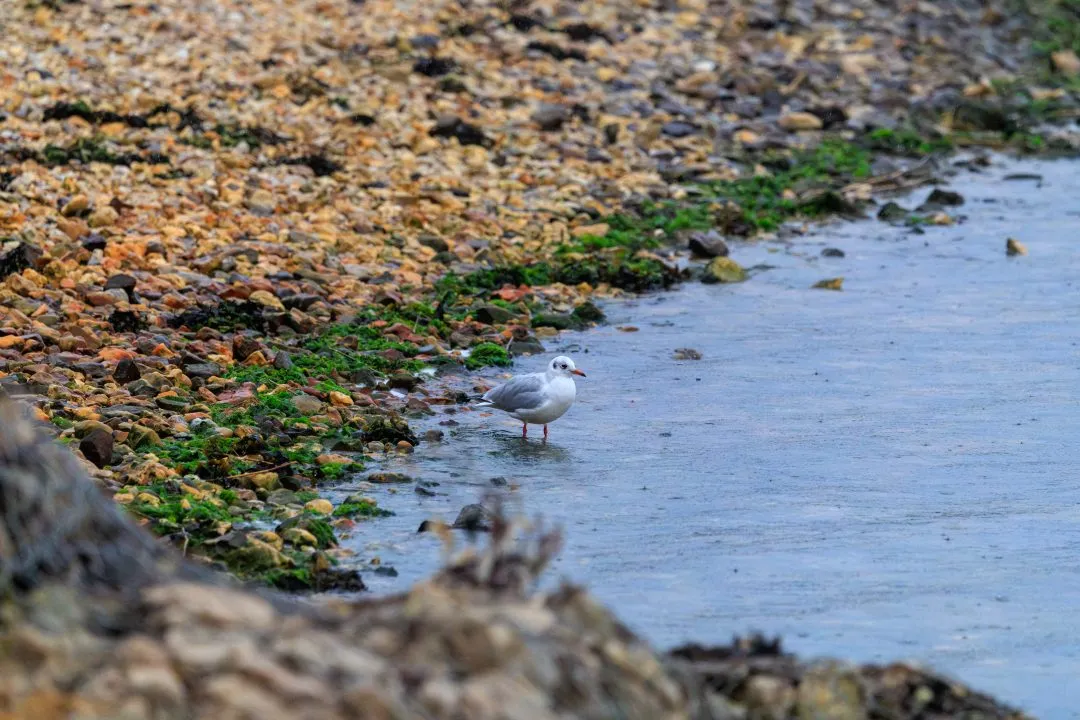 Gull shoreline pebble beach, Poole Harbour