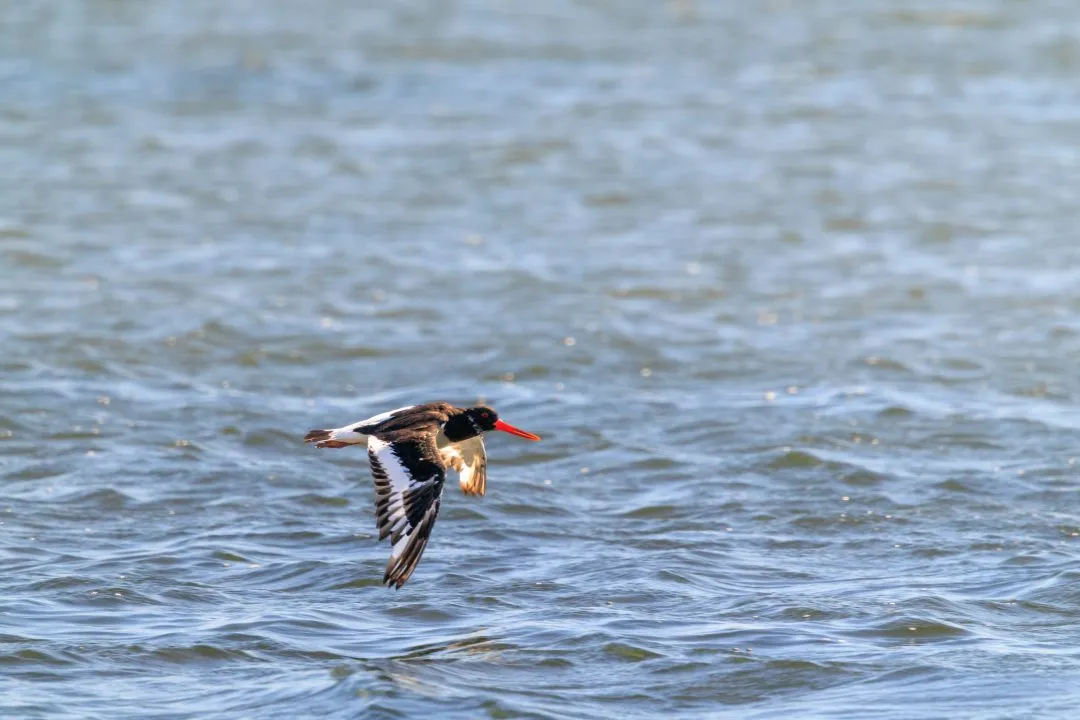 Oystercatcher flight backlit wings, Poole Harbour