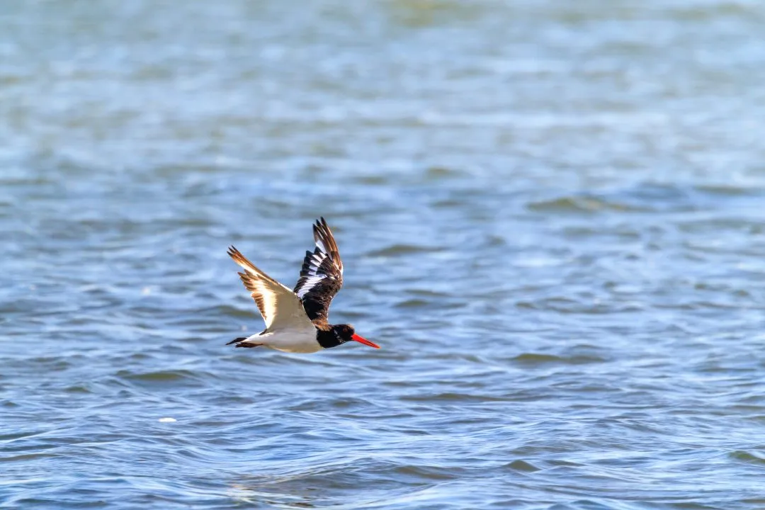 Oystercatcher flight banking close, Poole Harbour