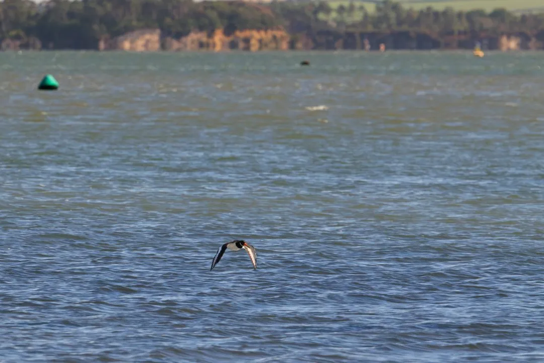 Oystercatcher flight coastline buoys, Poole Harbour