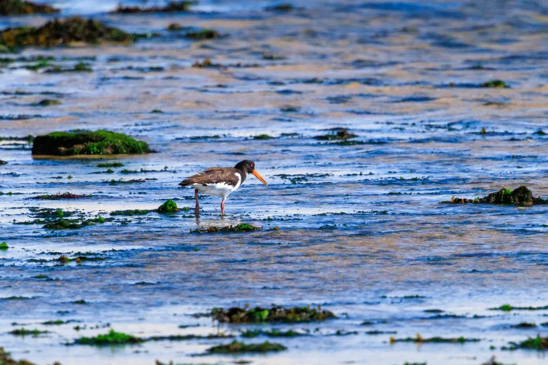 Oystercatcher foraging mudflat, Poole Harbour