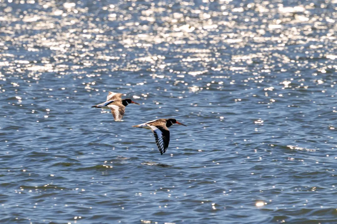 Oystercatchers pair flight dynamic wings, Poole Harbour