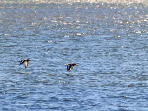 Poole Harbour Photography