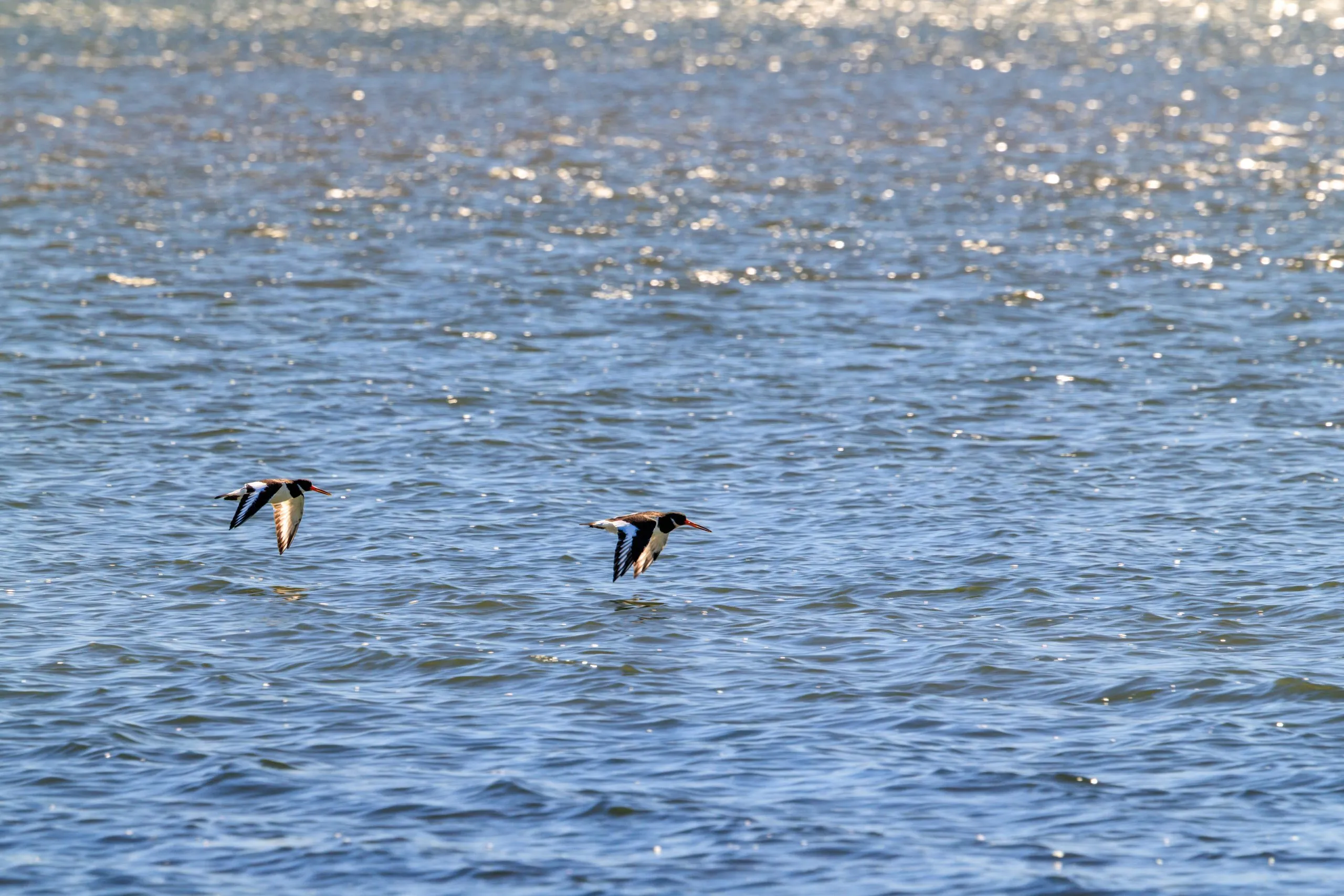 Oystercatchers pair flight sparkling water, Poole Harbour