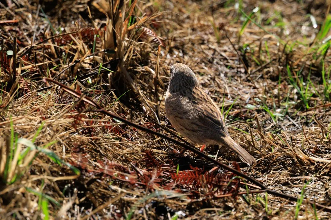 Stonechat heathland portrait, Poole Harbour