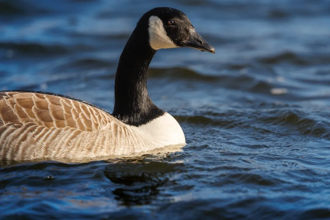 Canada goose head portrait, Poole Park