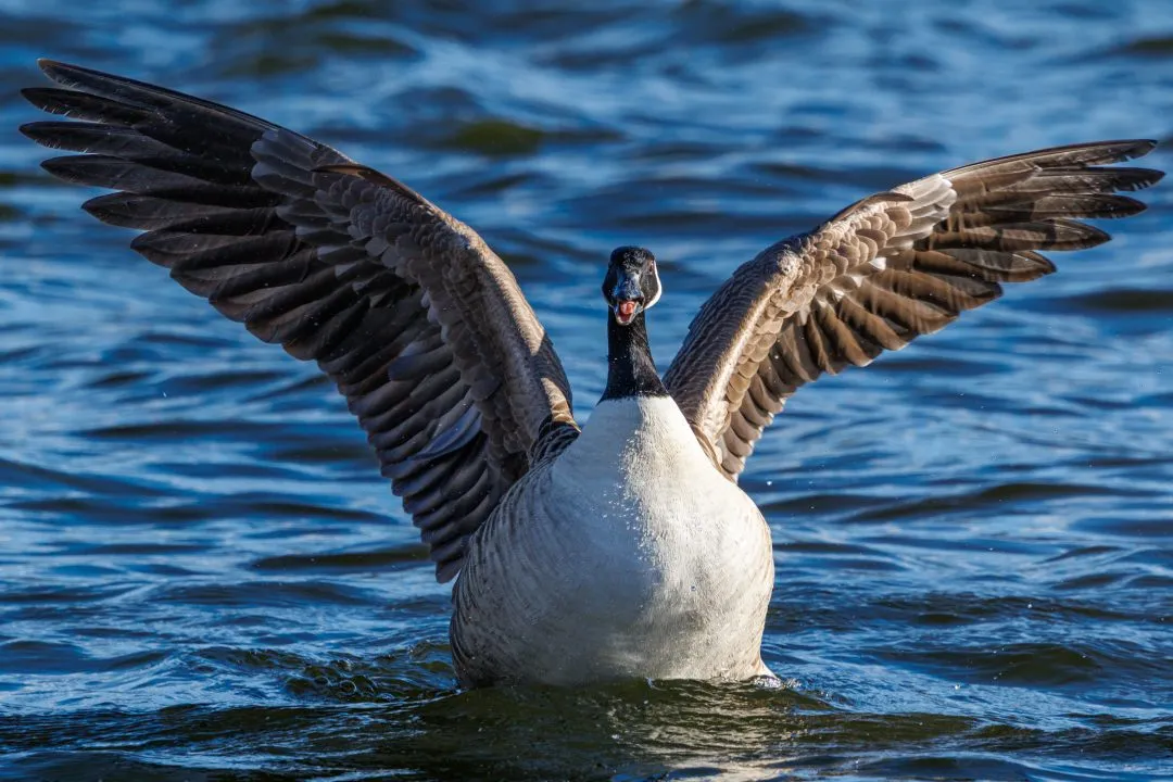 Canada goose wings spread calling, Poole Park