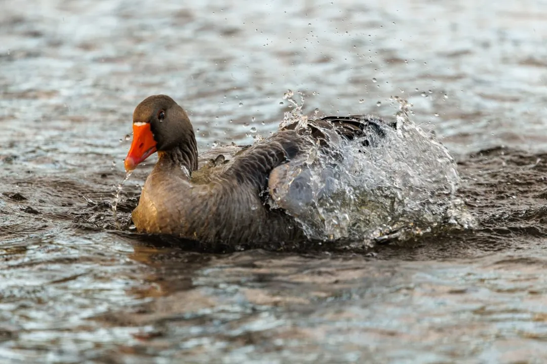 Goose bathing splash, Poole Park
