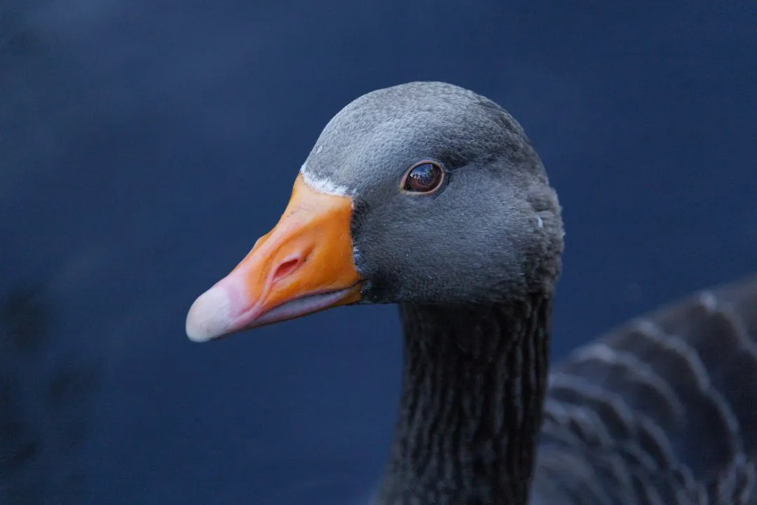 Greylag goose portrait close, Poole Park