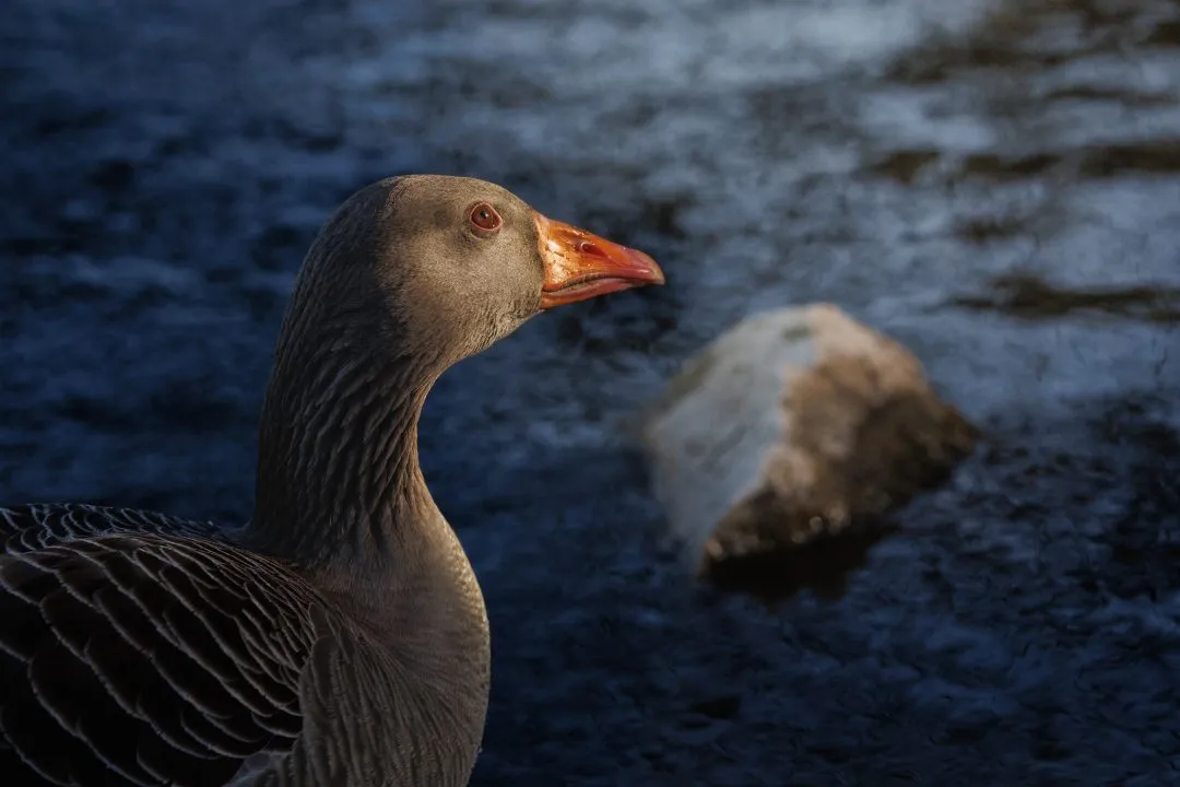 Greylag goose profile golden light, Poole Park