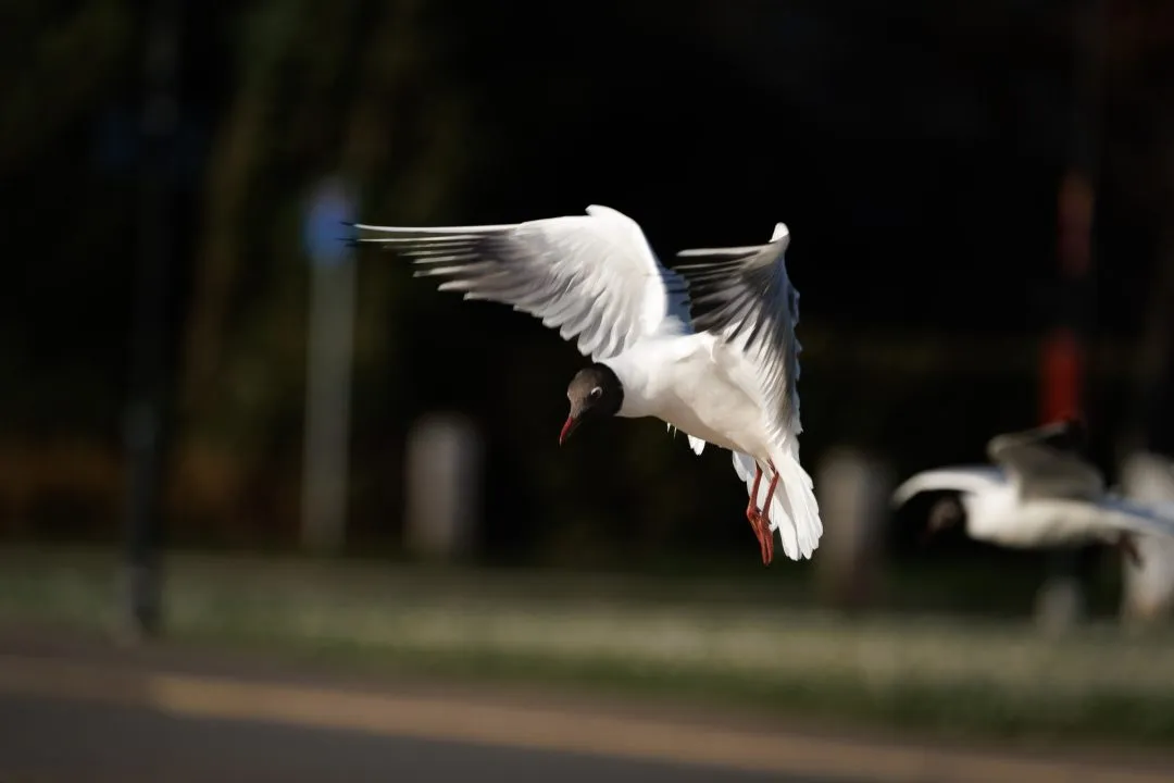 Gull flight dark background, Poole Park