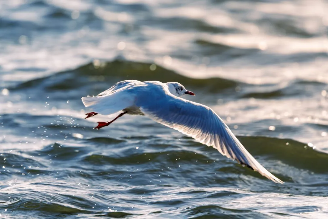 Gull flight low water, Poole Park