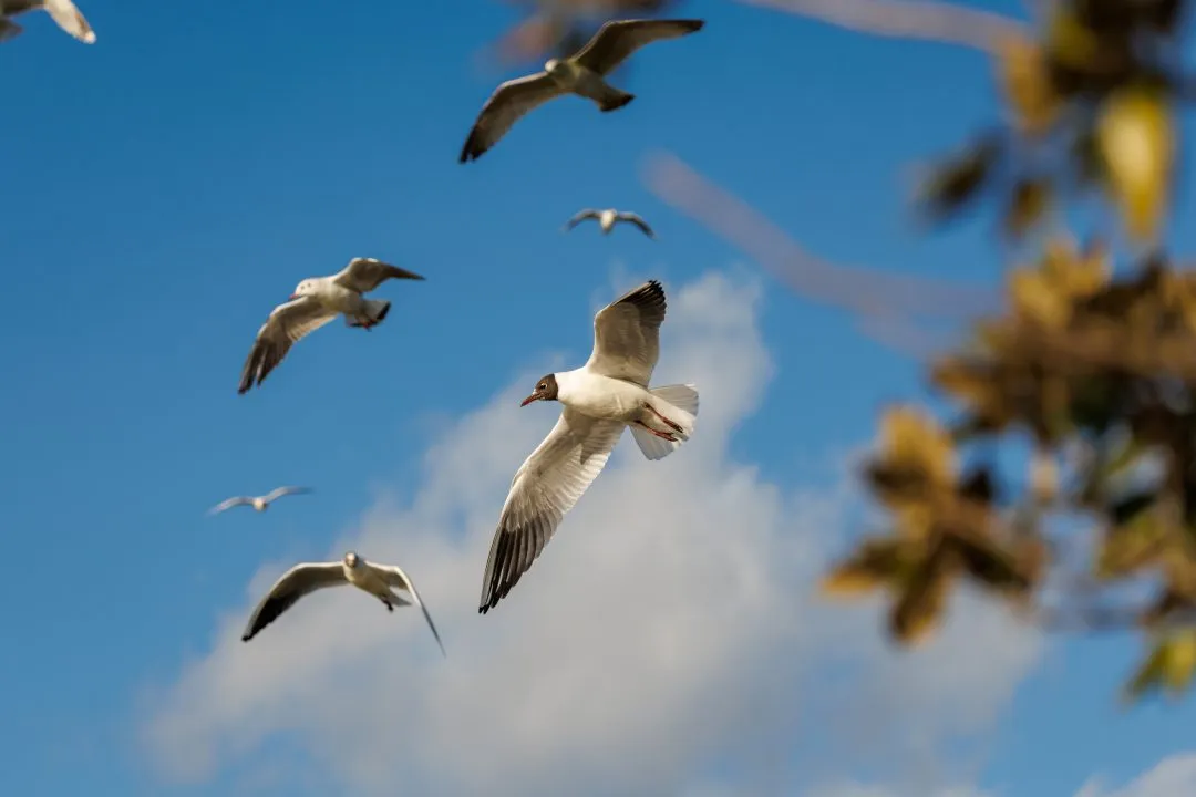 Gulls flight autumn leaves, Poole Park