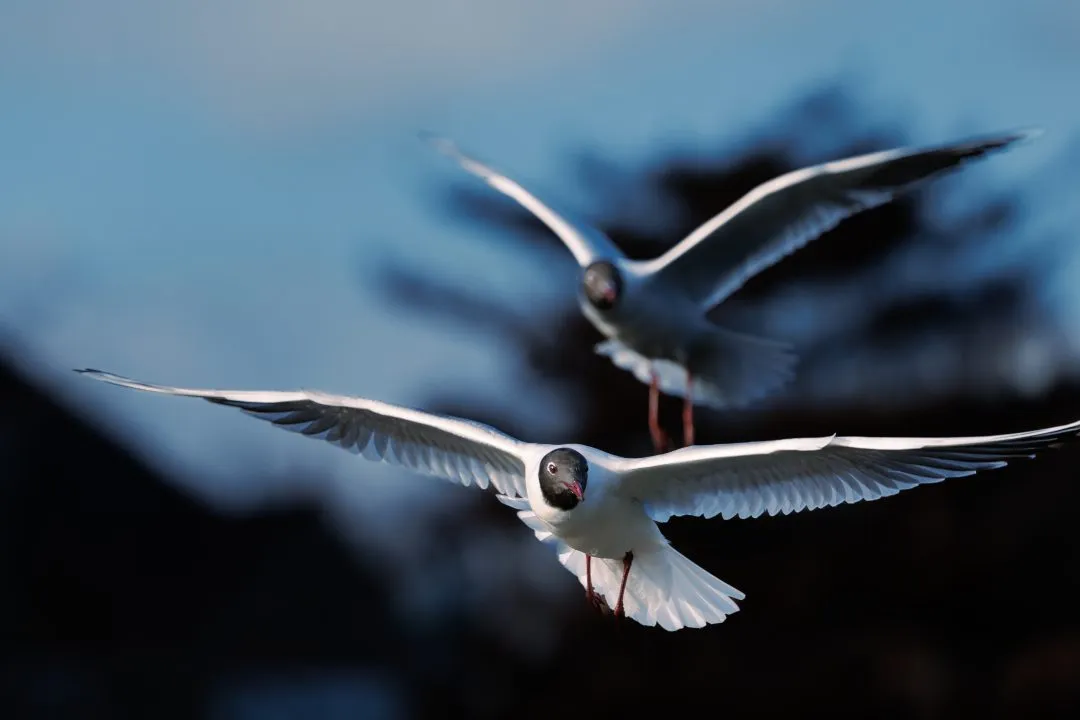 Gulls flight dramatic silhouette, Poole Park