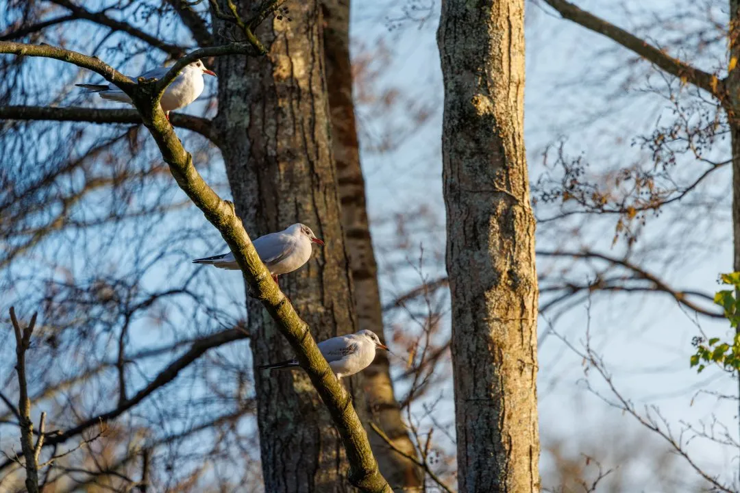 Gulls perched winter trees, Poole Park