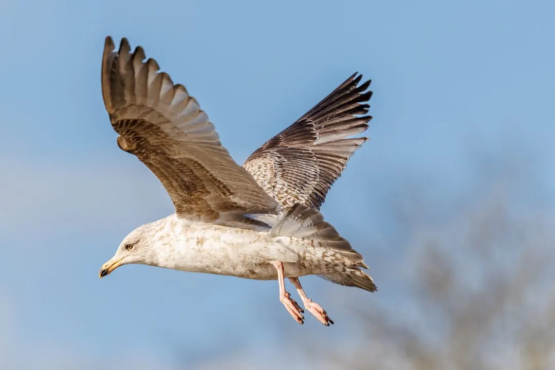 Juvenile herring gull flight, Poole Park