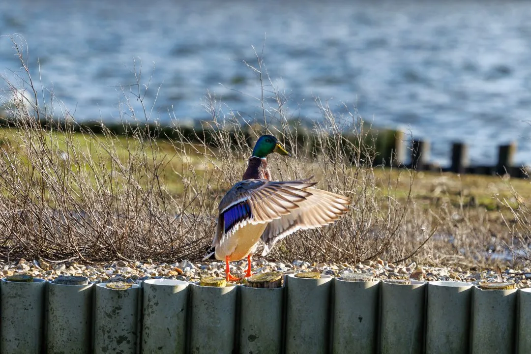 Mallard drake groyne posts, Poole Park