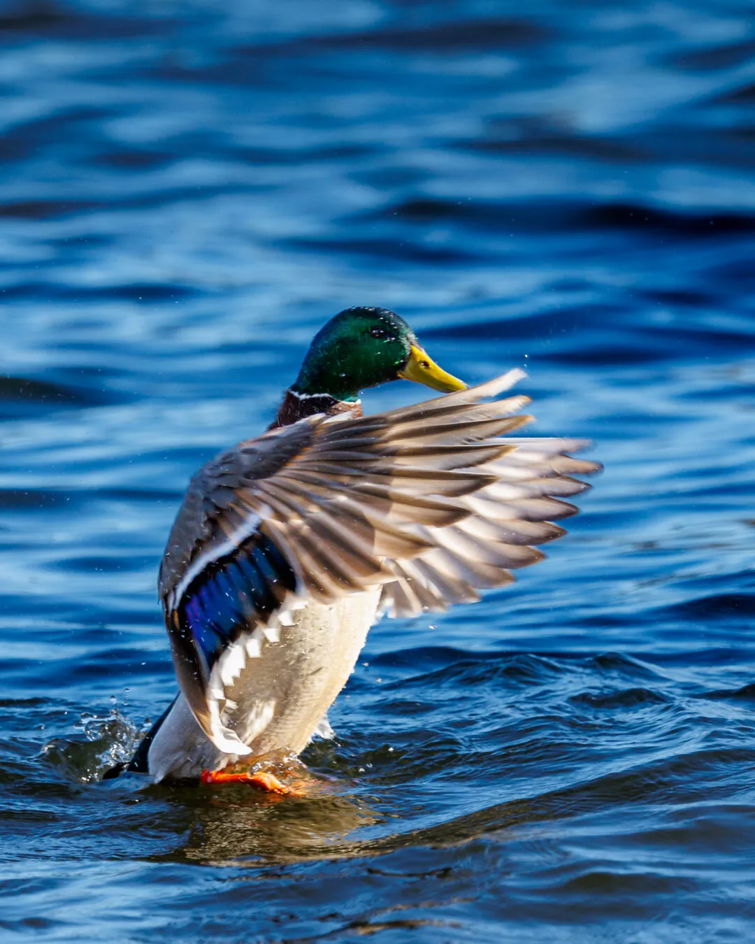 Mallard drake wing flap splash, Poole Park