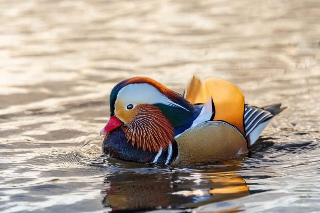 Mandarin duck calm portrait, Poole Park
