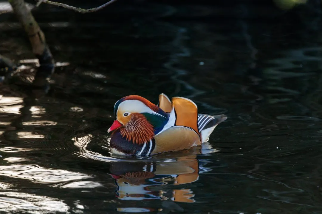 Mandarin duck dark water moody, Poole Park