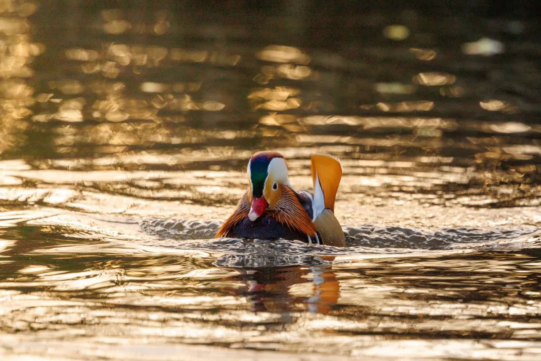Mandarin duck front facing portrait, Poole Park