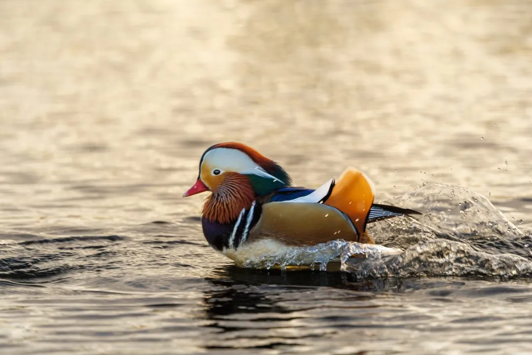Mandarin duck swimming splash, Poole Park