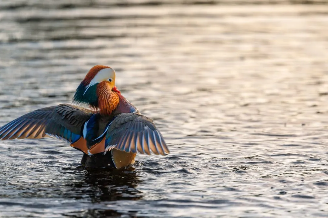 Mandarin duck wing display, Poole Park