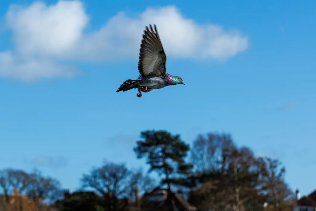 Pigeon flight iridescent neck, Poole Park