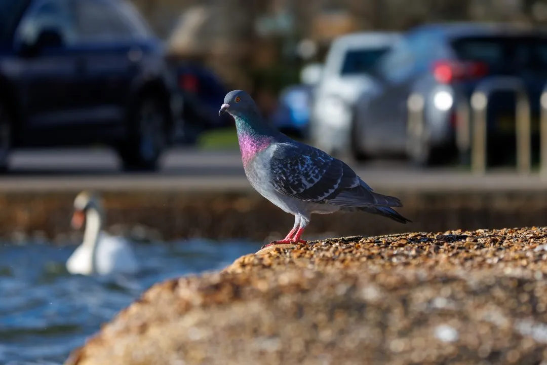 Pigeon rock park scene, Poole Park
