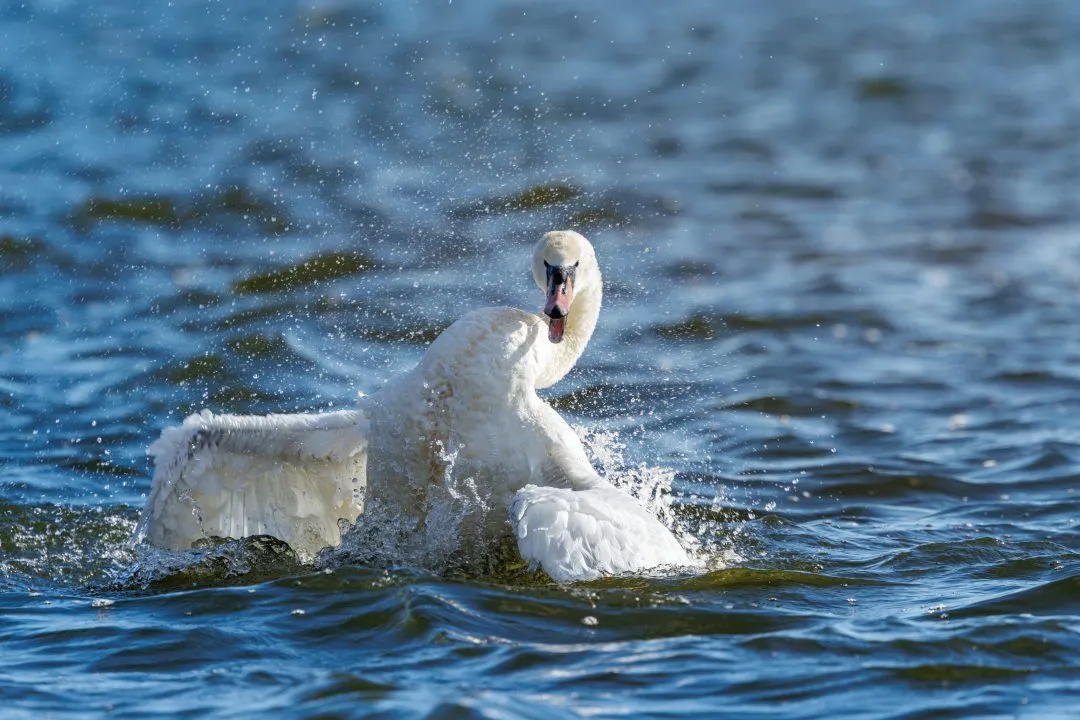 Swan bathing splash dynamic, Poole Park
