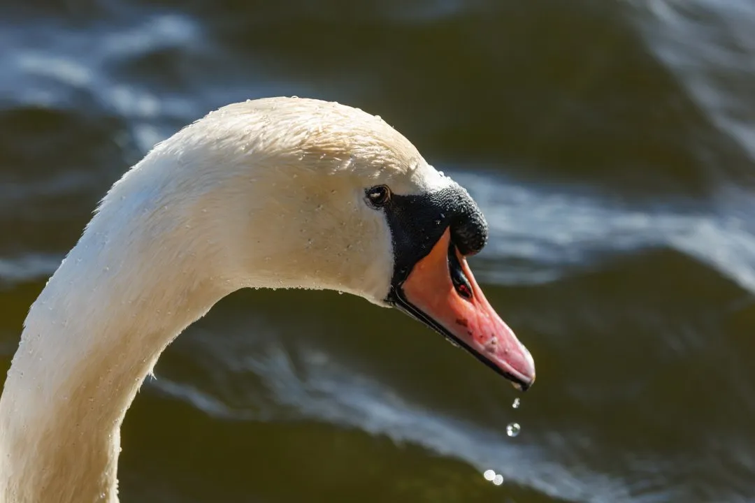 Swan head portrait water droplets, Poole Park
