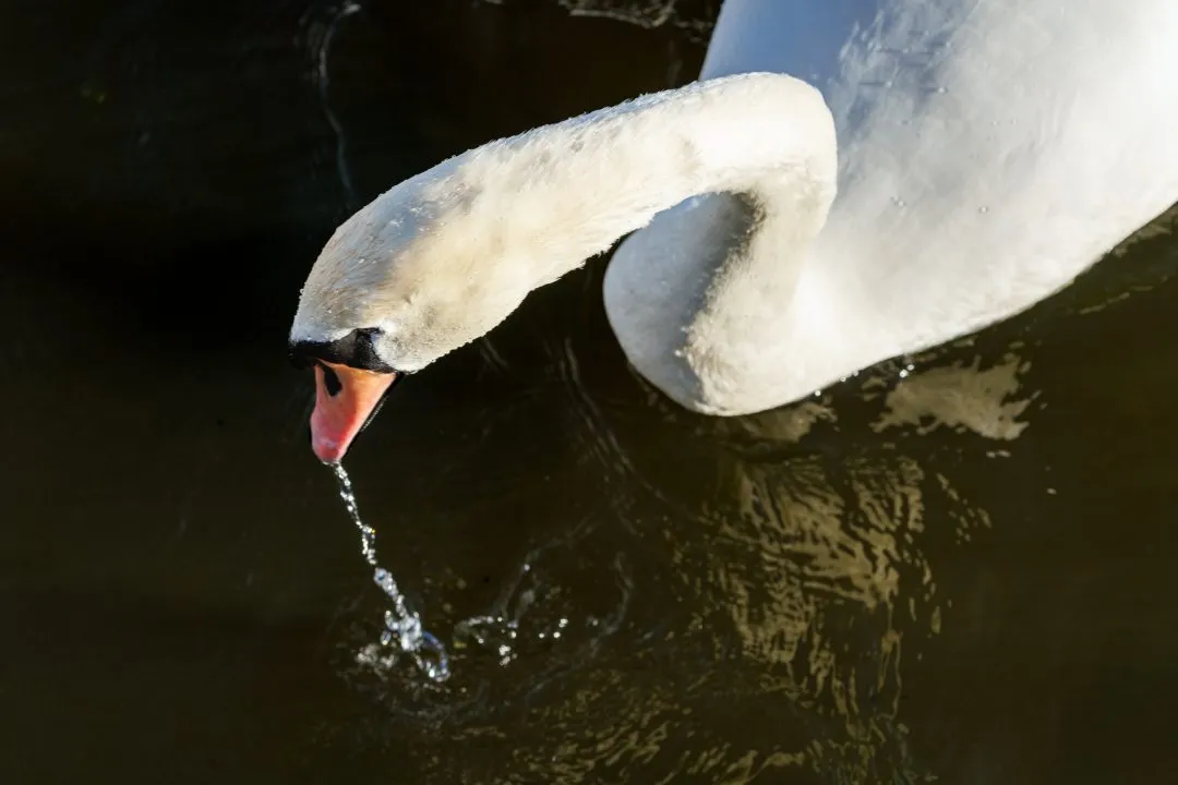 Swan neck curve dripping beak, Poole Park