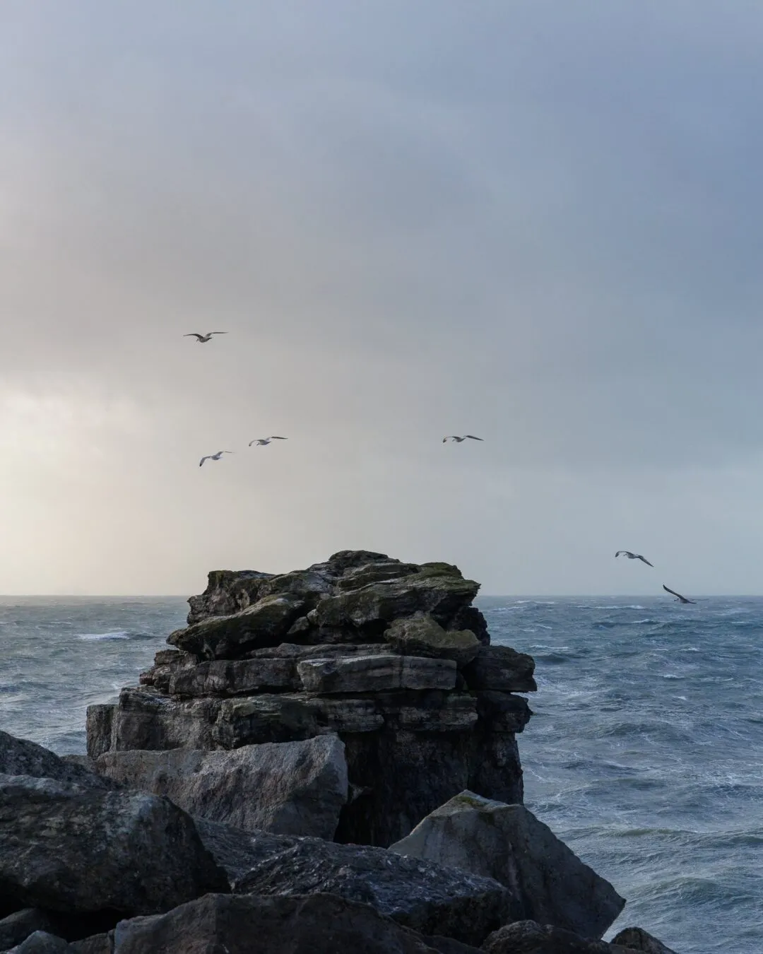Portland bill rocks birds