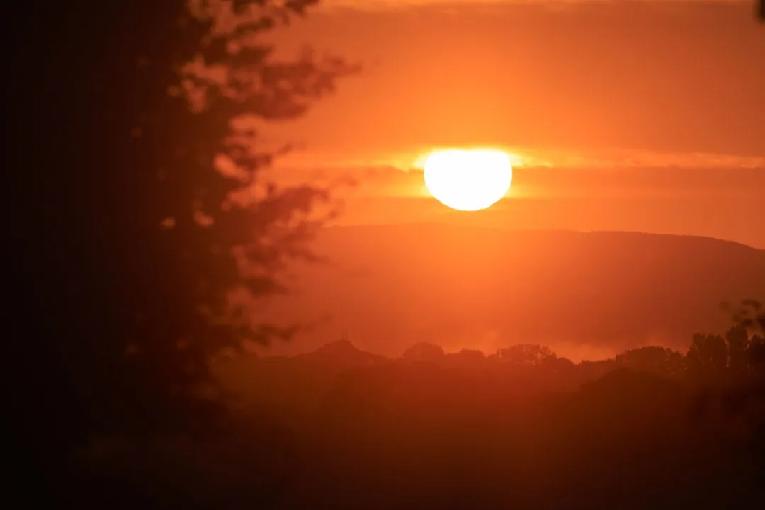 Sunset through trees, Portsdown Hill