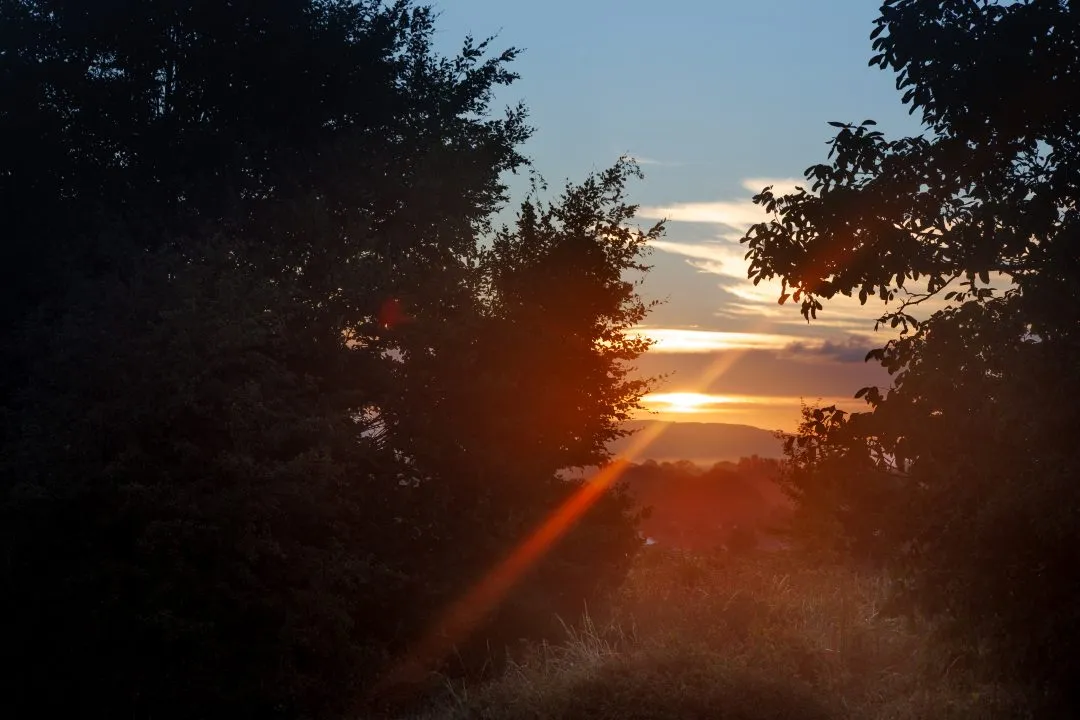 Sunset tree silhouette flare, Portsdown Hill