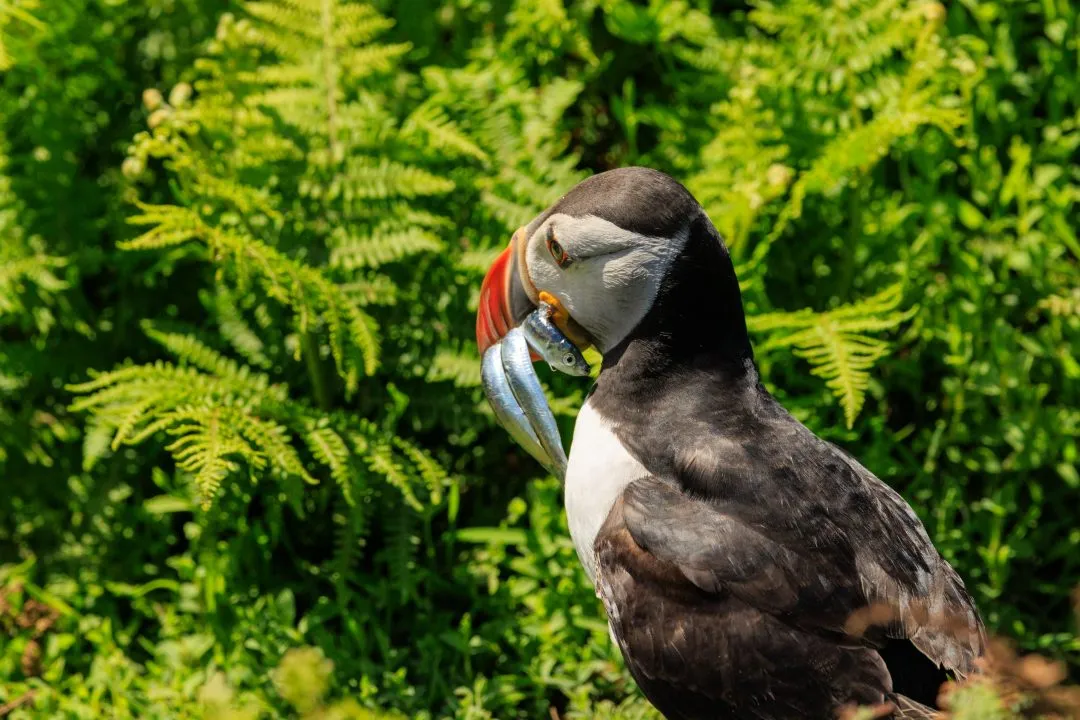 Puffin Among Daisies Skomer Island, Skomer Island, Pembrokeshire