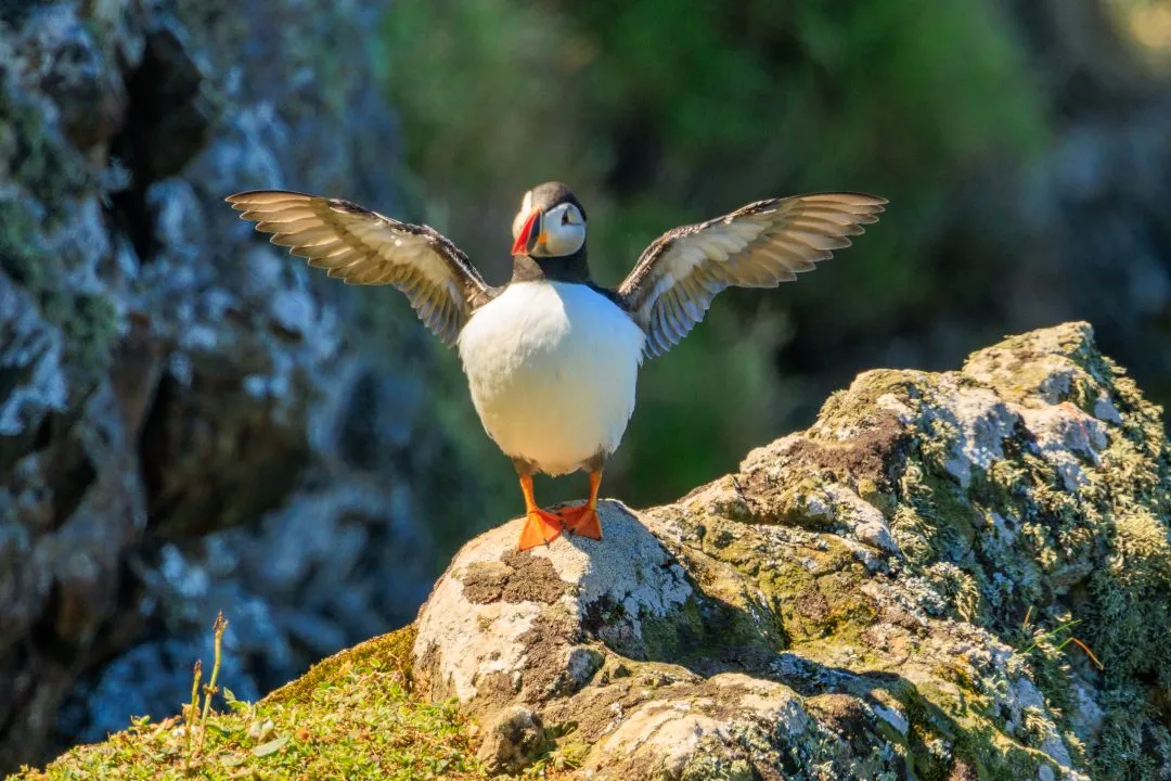 Puffin at Burrow Entrance Skomer Island, Skomer Island, Pembrokeshire