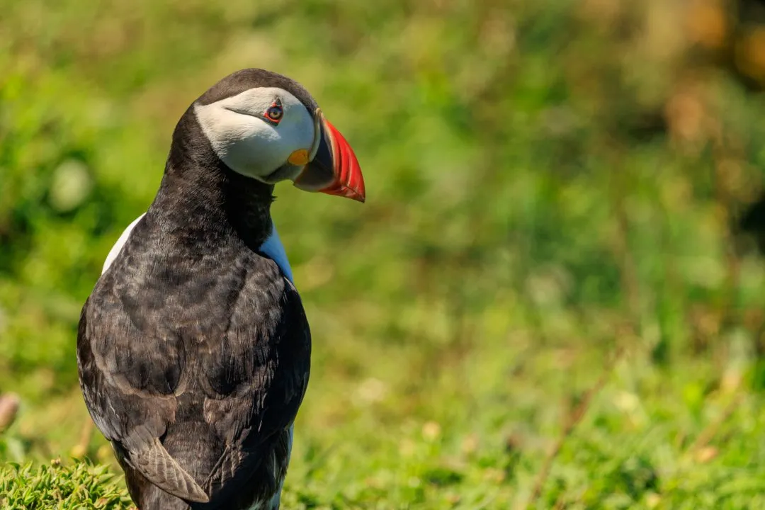 Puffin Back Profile Portrait Skomer Island, Skomer Island, Pembrokeshire