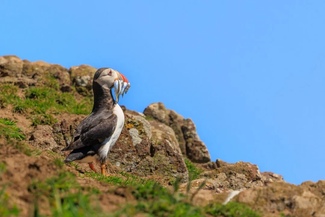 Puffin Beak Full of Sand Eels Skomer Island, Skomer Island, Pembrokeshire