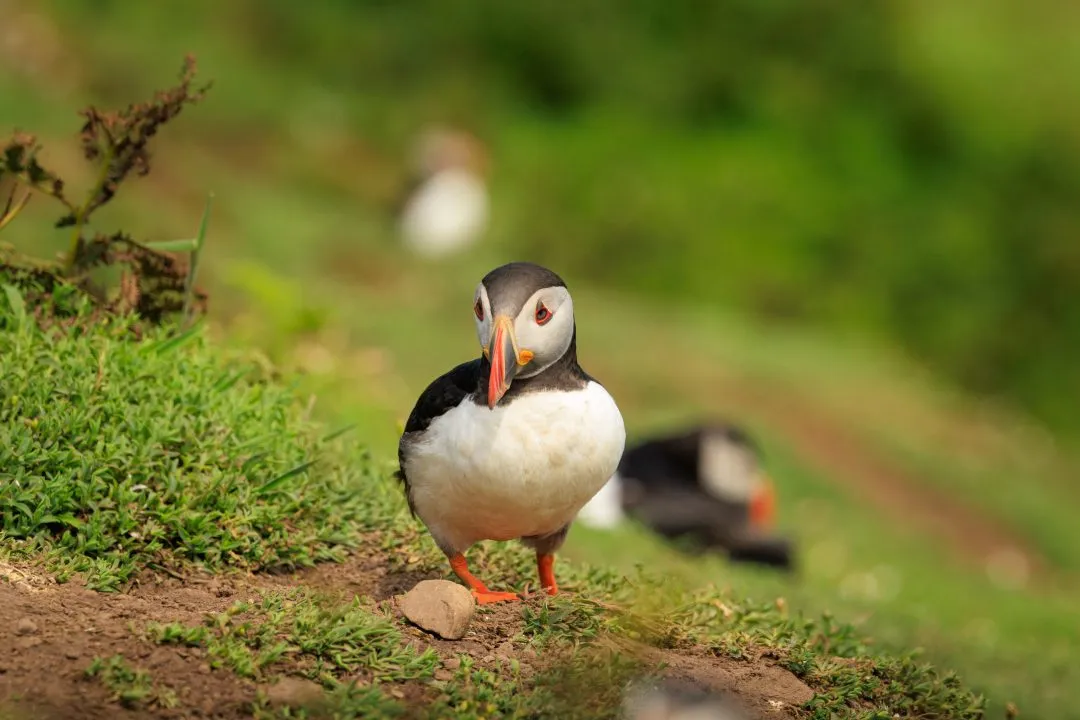 Puffin Burrow Entrance Portrait Skomer Island, Skomer Island, Pembrokeshire