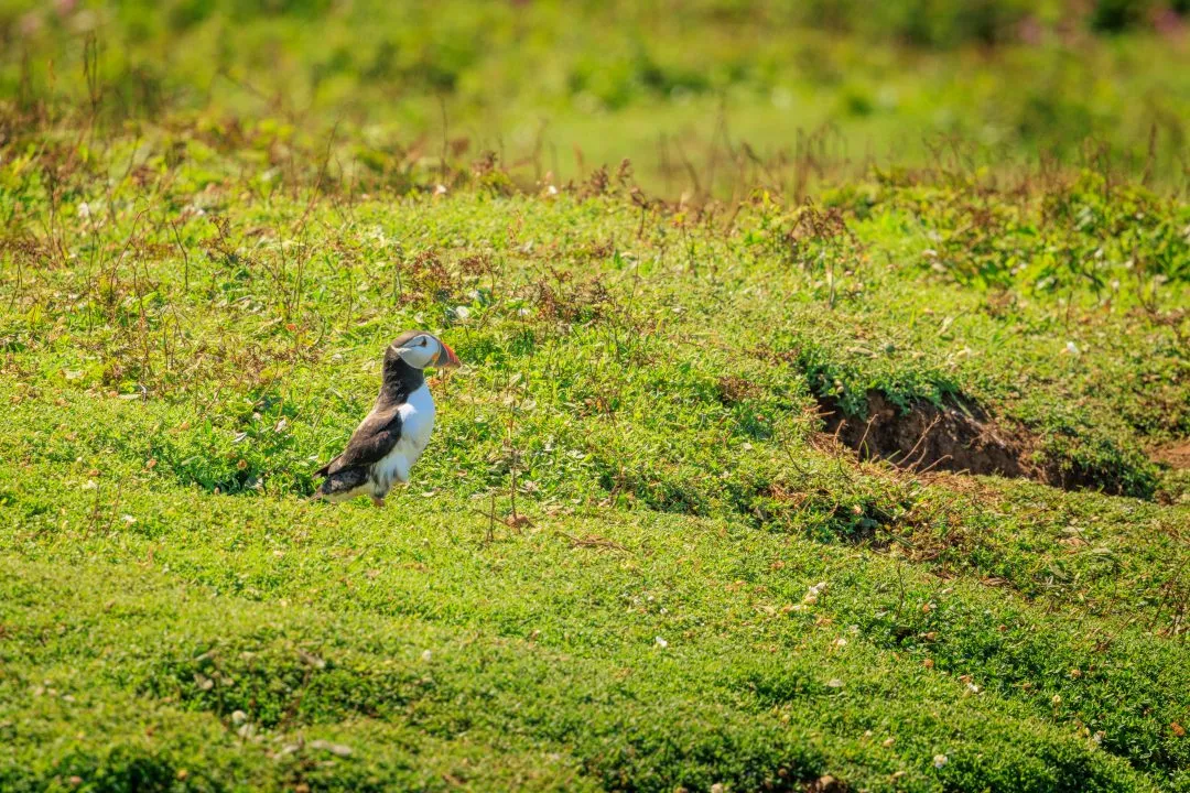 Puffin Close Portrait Grass Skomer Island, Skomer Island, Pembrokeshire