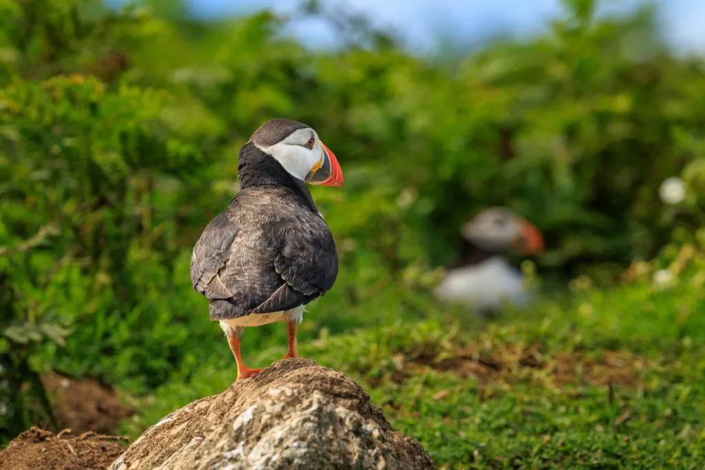 Puffin Colony Backdrop Skomer Island, Skomer Island, Pembrokeshire