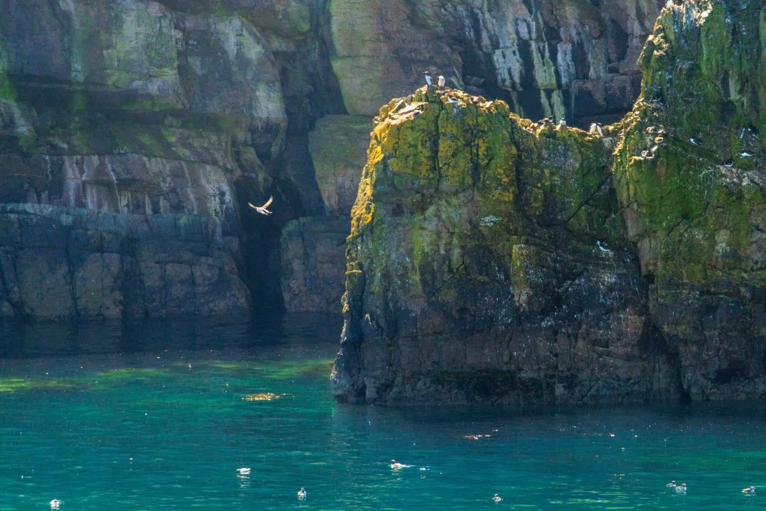 Puffin Colony Cliff Skomer Island, Skomer Island, Pembrokeshire
