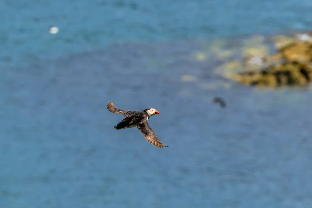 Puffin Colony Sea Stack Skomer Island, Skomer Island, Pembrokeshire