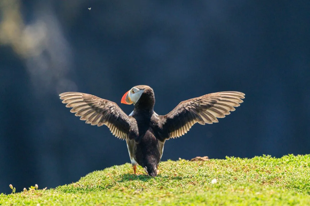 Puffin Dramatic Wing Display Skomer Island, Skomer Island, Pembrokeshire
