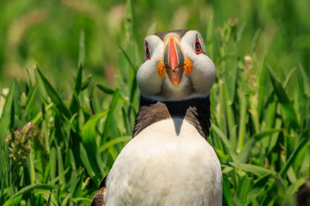 Puffin Extreme Close up Portrait Skomer Island, Skomer Island, Pembrokeshire