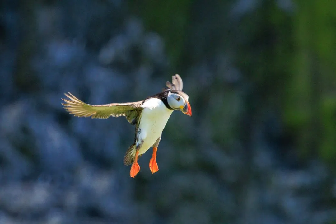 Puffin Fish Catch Mid Air Skomer Island, Skomer Island, Pembrokeshire