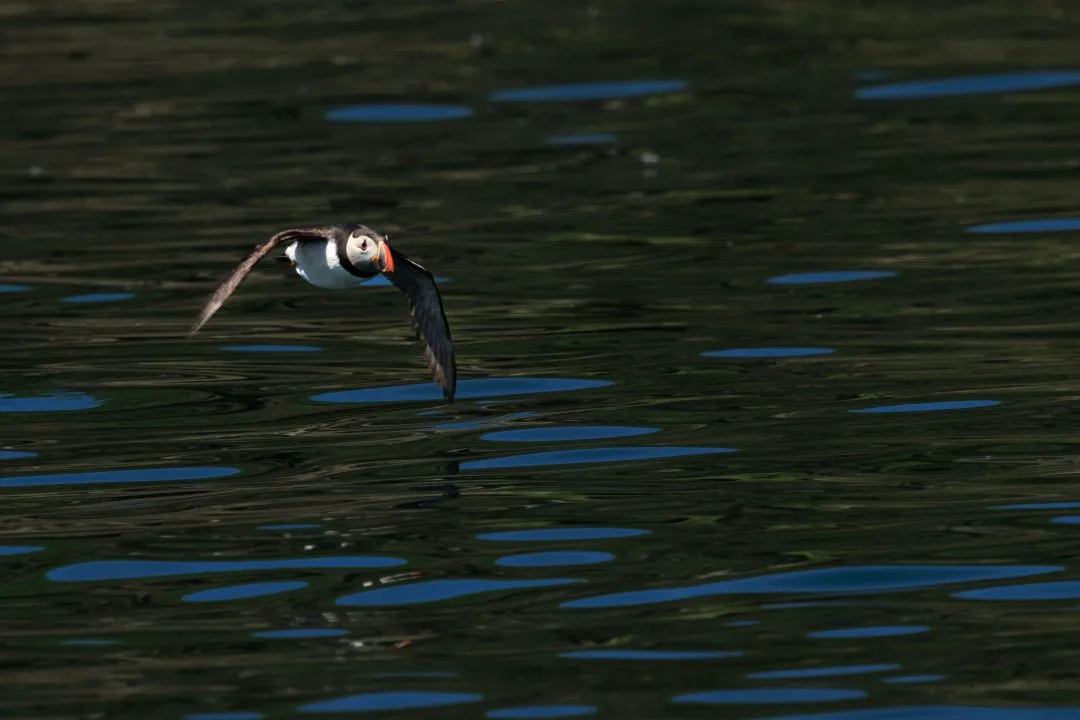 Puffin Flight Close up Skomer Island, Skomer Island, Pembrokeshire