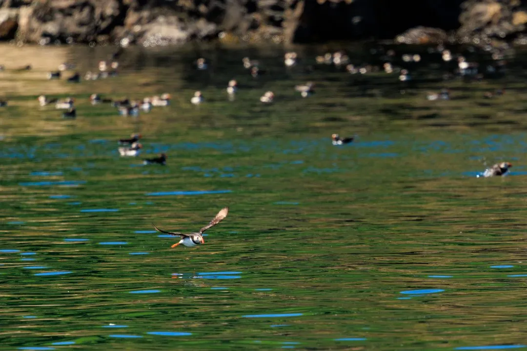 Puffin Flying Low Over Water Skomer Island, Skomer Island, Pembrokeshire