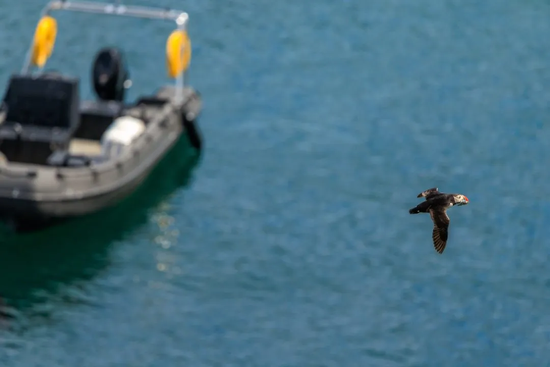 Puffin Flying Past Boat Skomer Island, Skomer Island, Pembrokeshire